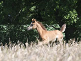 ROE LUJAINAH